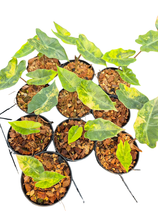 Alocasia pseudo-sanderiana ‘Aurea Variegated’ – Set of 5 Plants