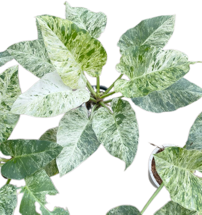 Philodendron Giganteum Blizzard Variegated Set of 10 Plants