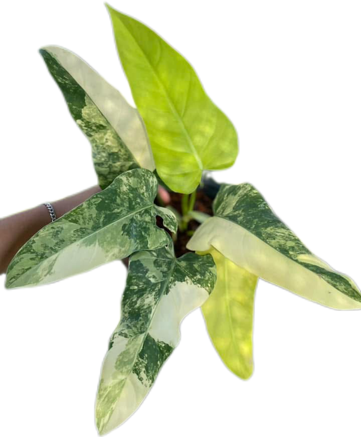 Set of 10 Philodendron Domesticum Variegated