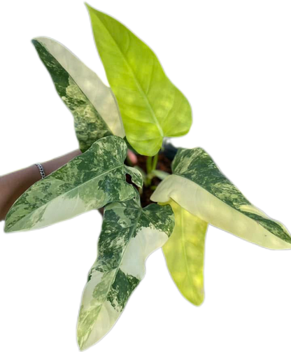 Set of 10 Philodendron Domesticum Variegated