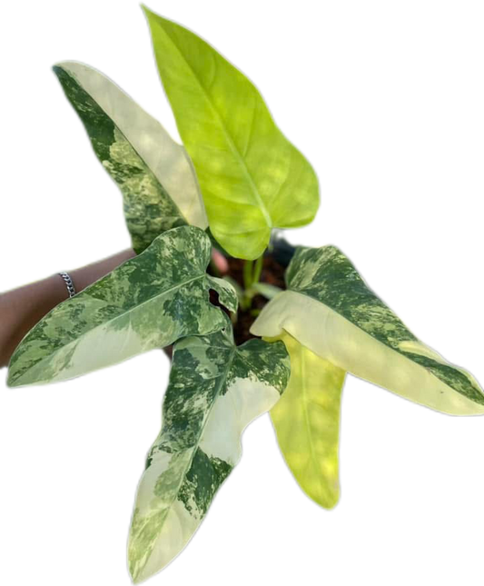 Set of 10 Philodendron Domesticum Variegated