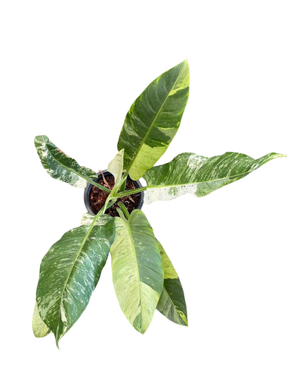 Philodendron Orlando Variegated