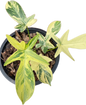 Philodendron Pedatum Variegated