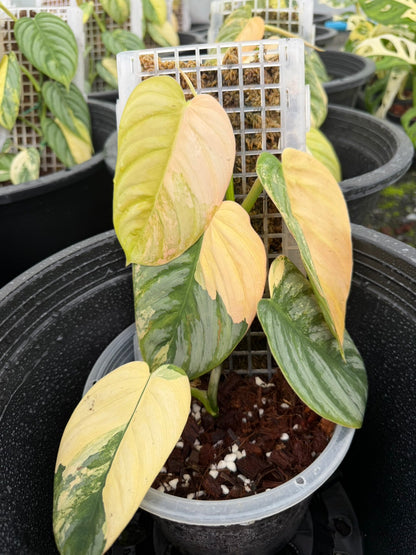 Philodendron Brandtianum Variegated