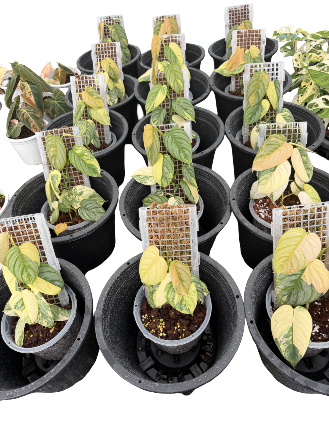Philodendron Brandtianum Variegated