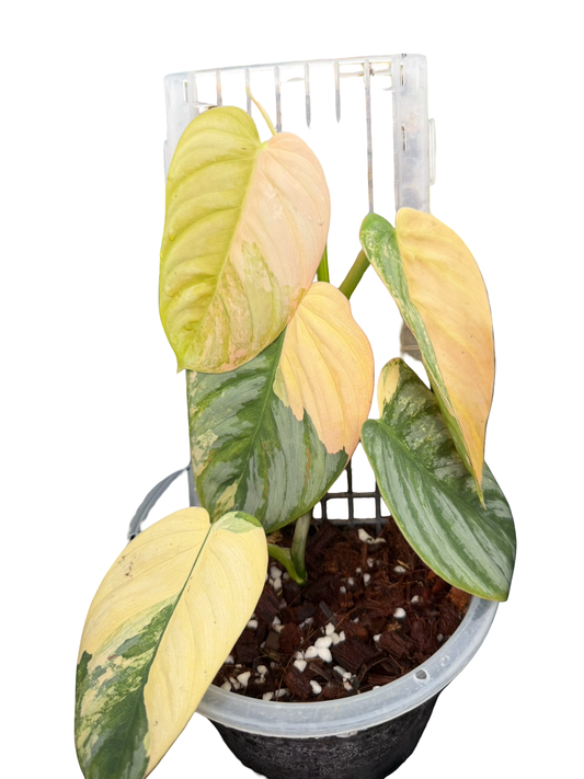 Philodendron Brandtianum Variegated