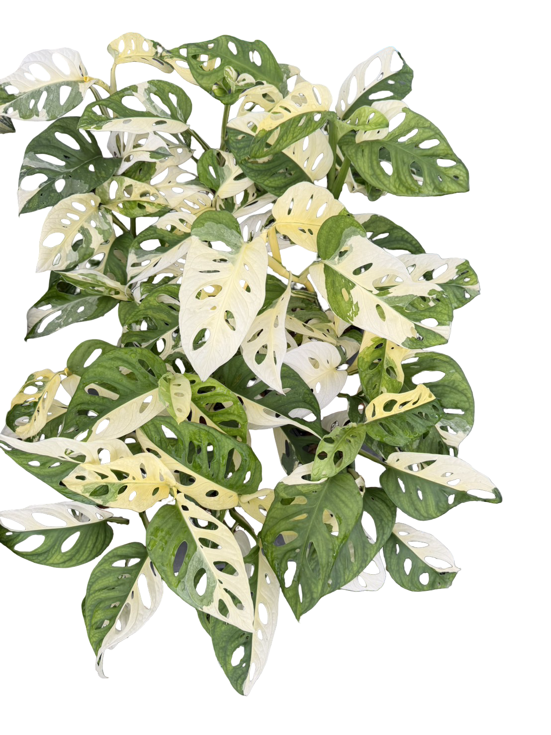 Monstera adansonii ‘Albo Variegated’ – Set of 10 Plants
