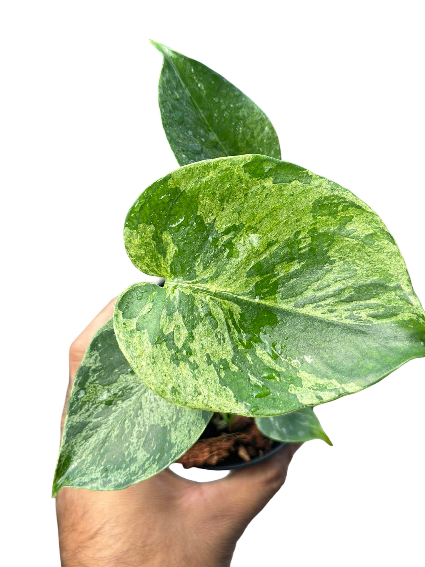 Monstera deliciosa ‘Bulbasaur’ Variegated – Set of 5 Plants