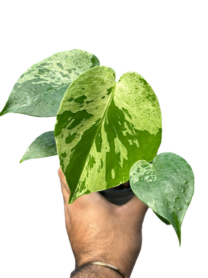 Monstera deliciosa ‘Bulbasaur’ Variegated – Set of 5 Plants