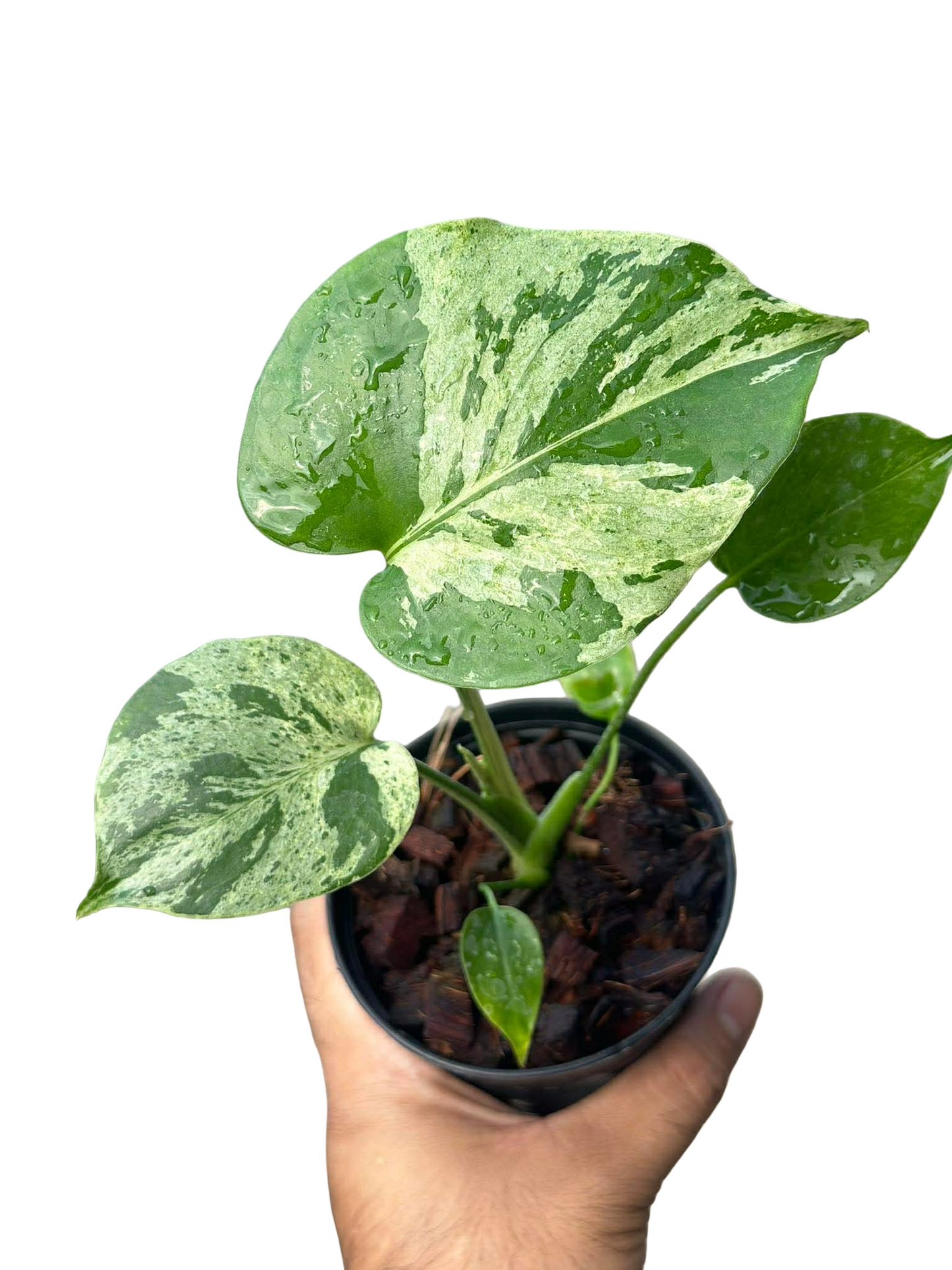 Monstera deliciosa ‘Bulbasaur’ Variegated – Set of 5 Plants