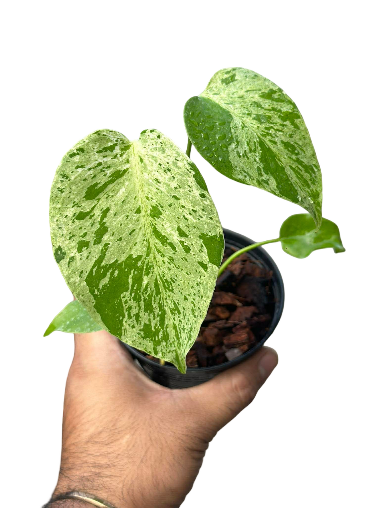 Monstera deliciosa ‘Bulbasaur’ Variegated – Set of 5 Plants
