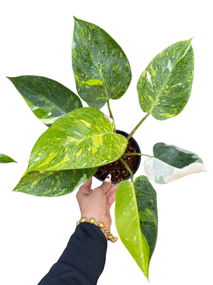 Philodendron White Princess Tricolor Variegated