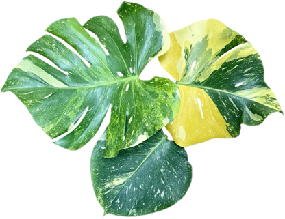 Monstera Deliciosa Tricolor (Miracle)