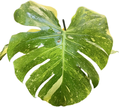 Monstera Deliciosa Tricolor (Miracle)
