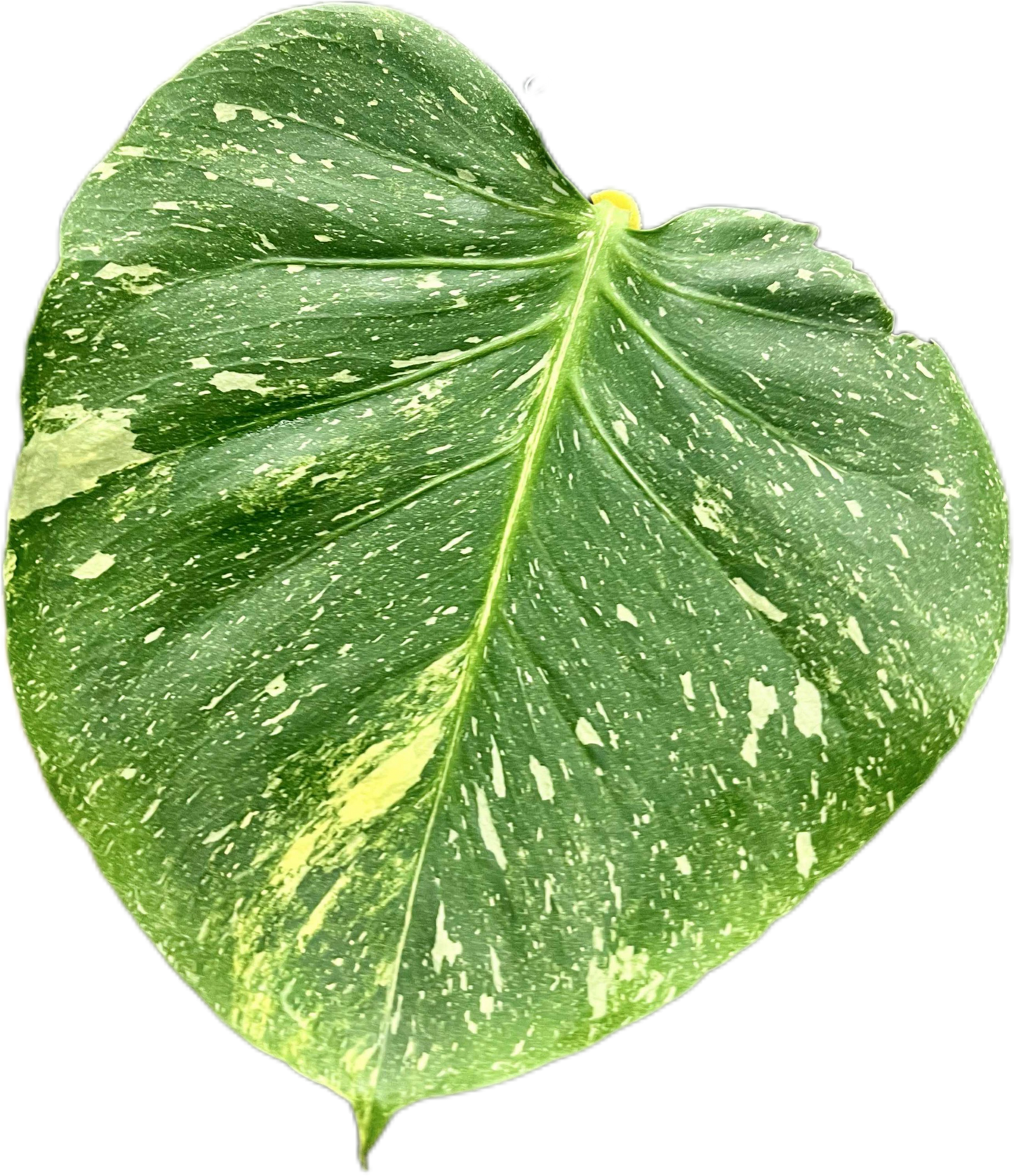 Monstera Deliciosa Tricolor (Miracle)