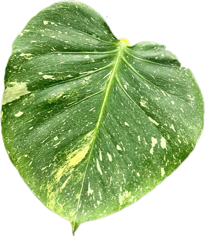 Monstera Deliciosa Tricolor (Miracle)