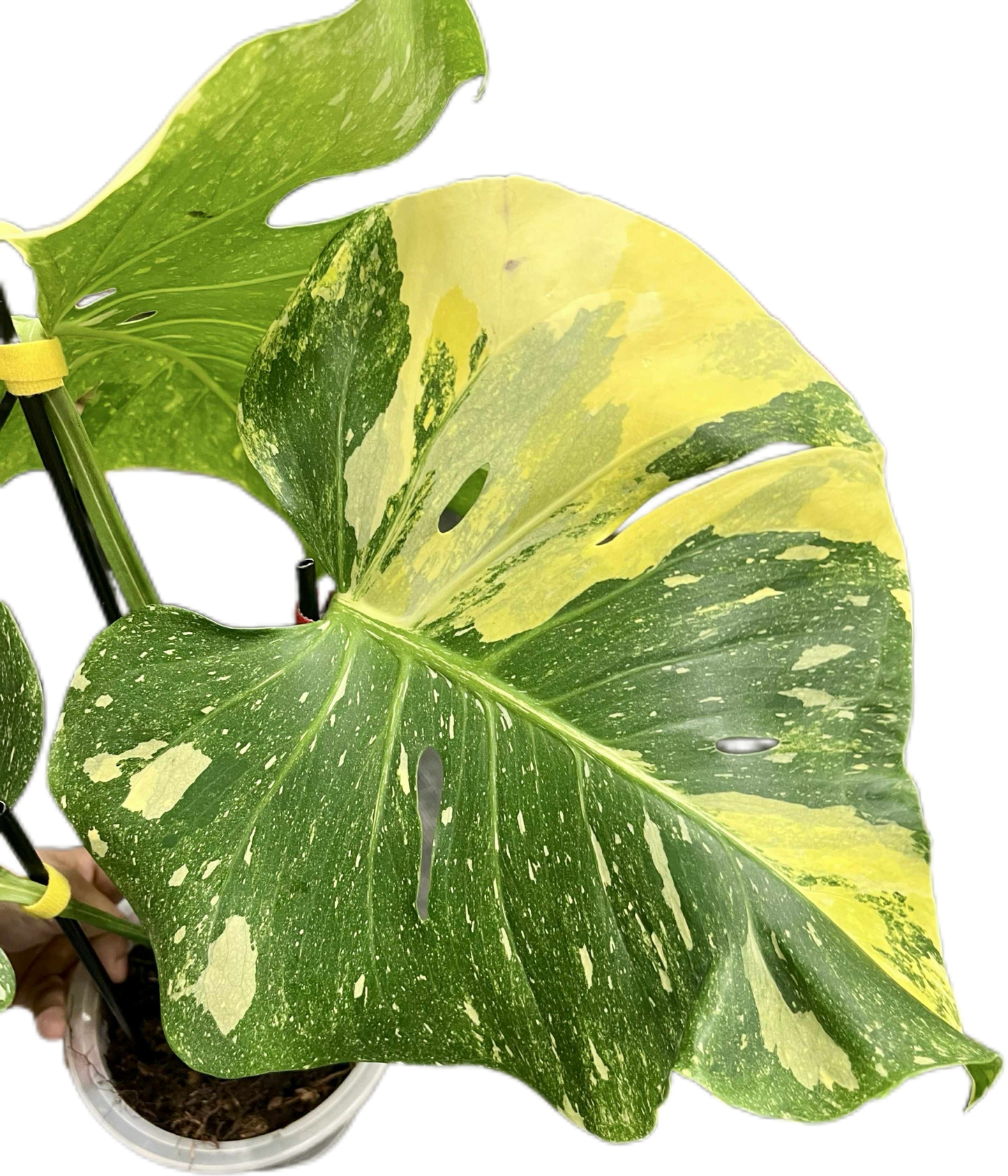 Monstera Deliciosa Tricolor (Miracle)