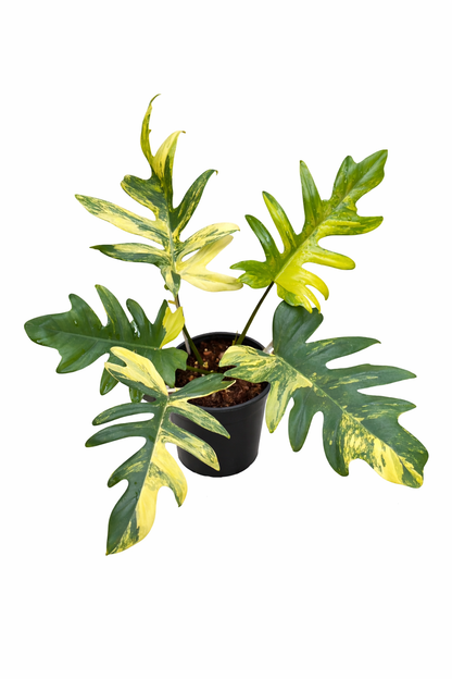 Philodendron (Florida Beauty × Mayoi) × (Florida Beauty × Mayoi) Hybrid Variegated (FBMY X FBMY)