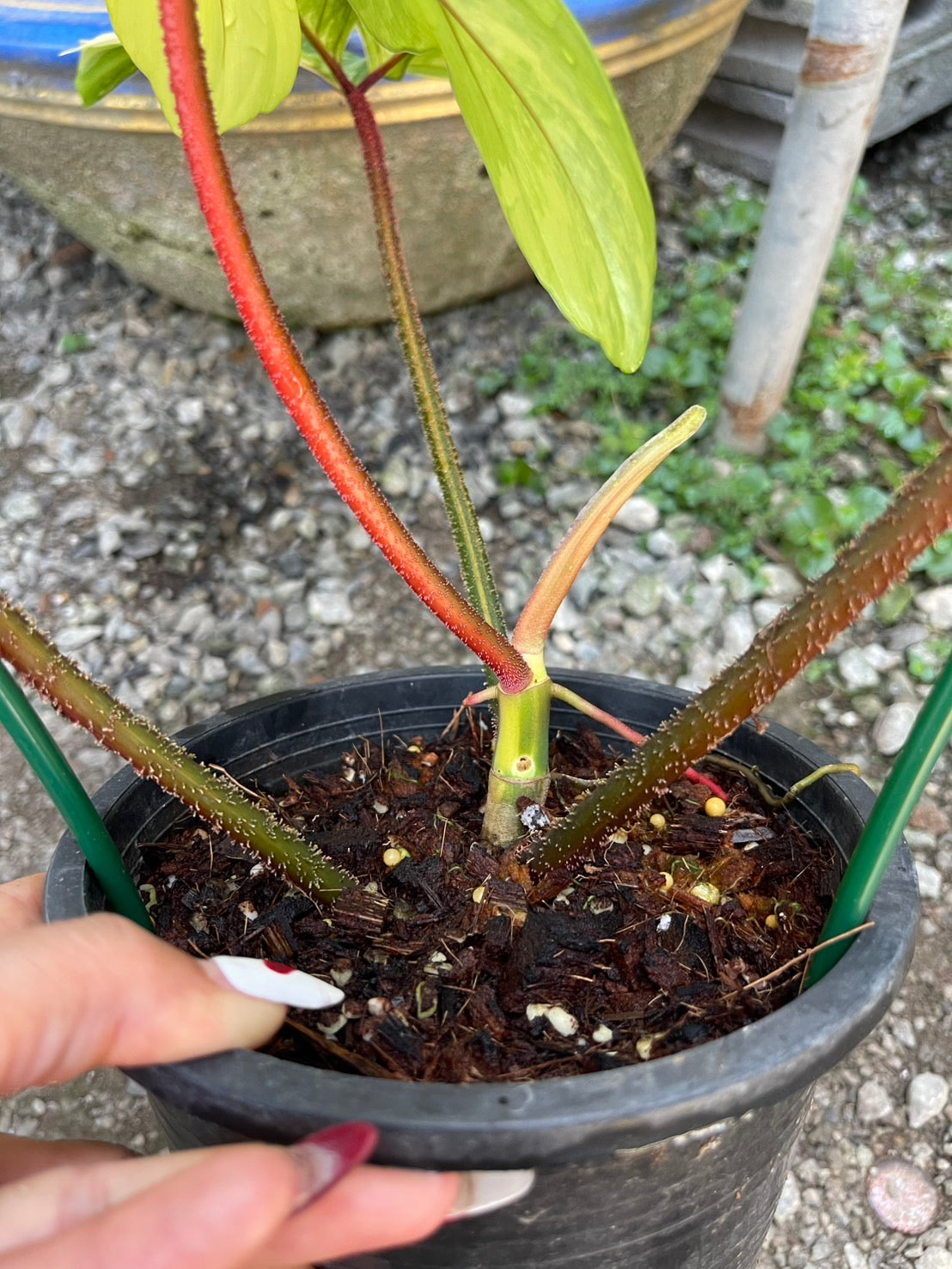 Philodendron Squamiferum Variegated