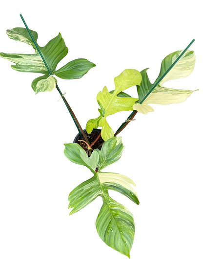 Philodendron Squamiferum Variegated