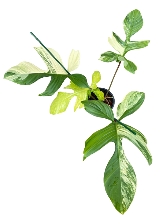 Philodendron Squamiferum Variegated