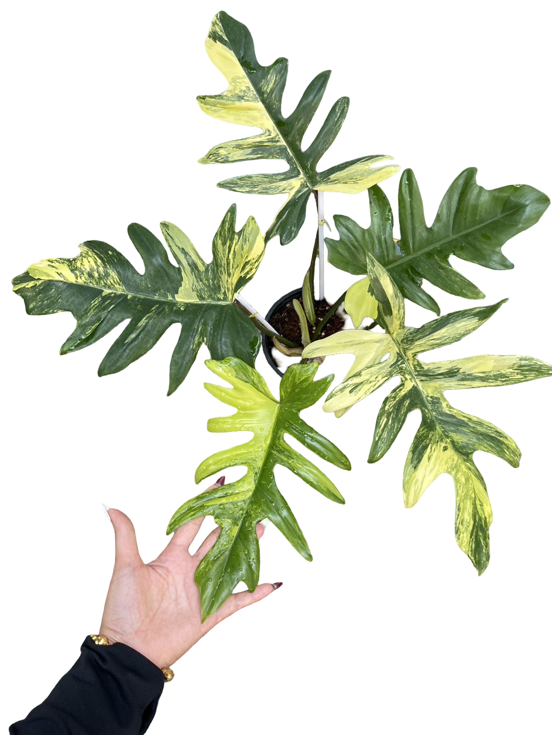 Philodendron (Florida Beauty × Mayoi) × (Florida Beauty × Mayoi) Hybrid Variegated (FBMY X FBMY)