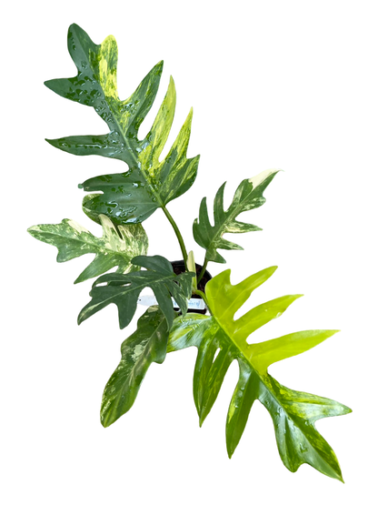 Philodendron Florida Beauty × Distantilobum Variegated
