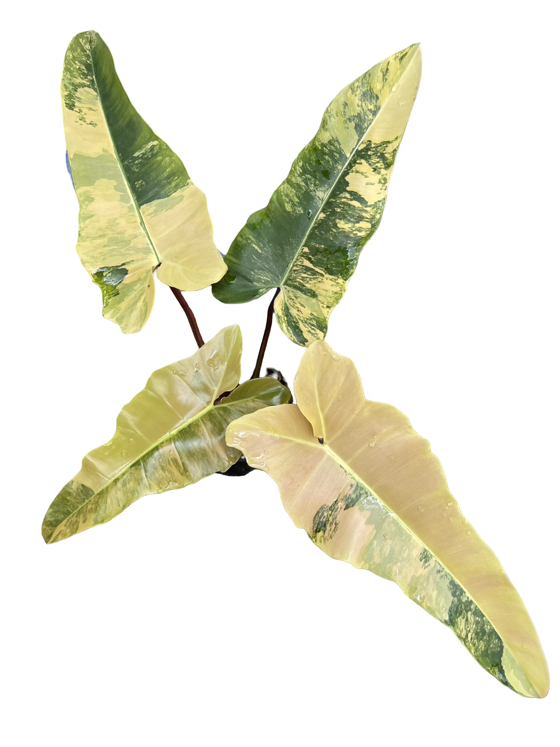 Philodendron “Fiora” Variegated [Florida Beauty x (Mayoi x Black Billietiae)] – New Hybrid Rare Collector’s Edition