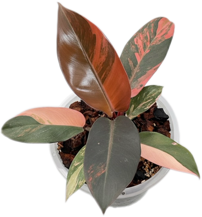Philodendron Black cardinal variegated #1