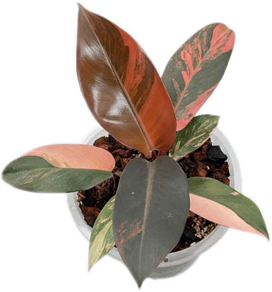 Philodendron Black cardinal variegated #1