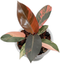Philodendron Black cardinal variegated #1