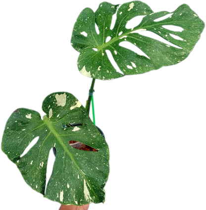 Monstera deliciosa ‘Fish Bone’ Variegated – Rare Collector’s Plant