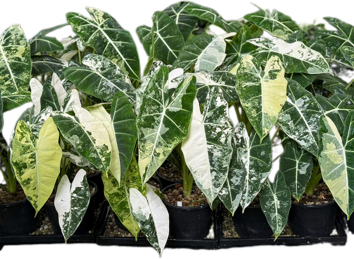 Alocasia Frydek Albo Variegated