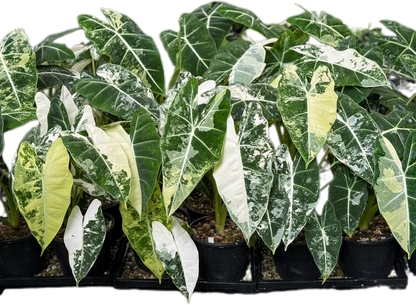 Alocasia Frydek Albo Variegated