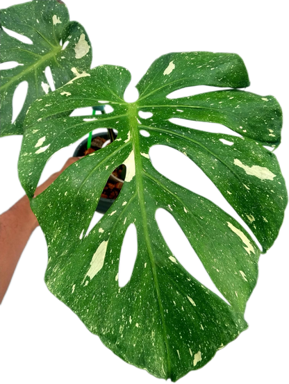 Monstera deliciosa ‘Fish Bone’ Variegated – Rare Collector’s Plant
