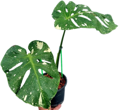 Monstera deliciosa ‘Fish Bone’ Variegated – Rare Collector’s Plant