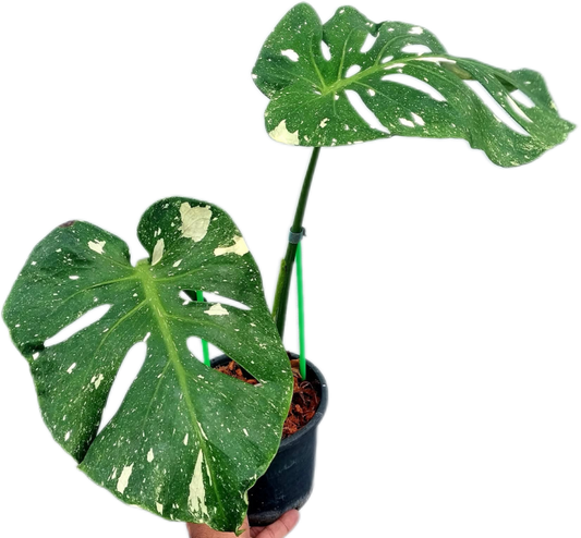 Monstera deliciosa ‘Fish Bone’ Variegated – Rare Collector’s Plant