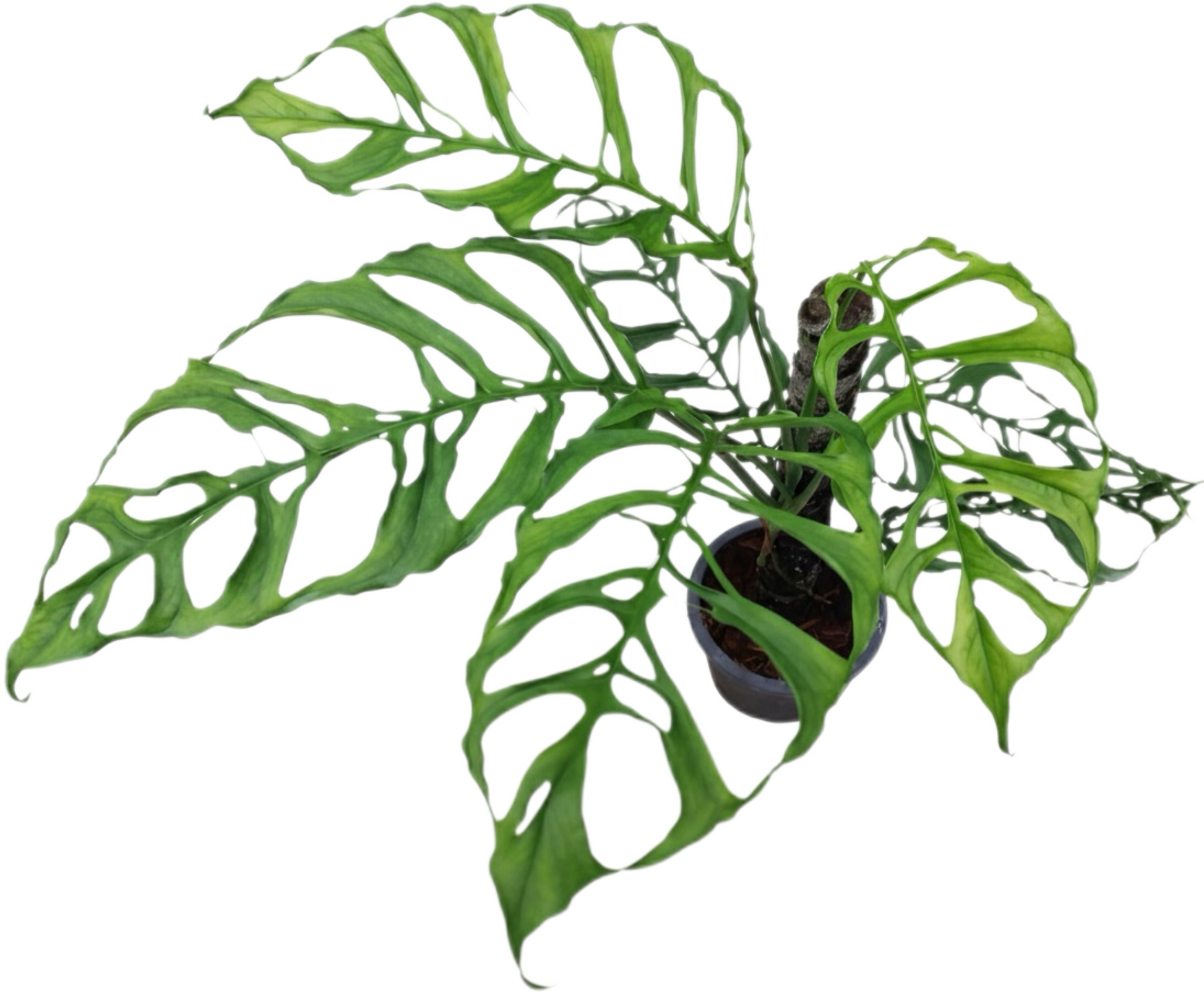 Monstera Oblique Peru Set of 10 Plants
