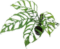 Monstera Oblique Peru Set of 10 Plants