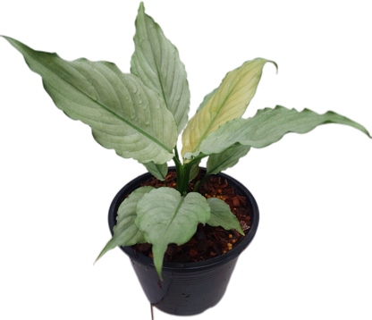 Spathiphyllum “Grey Ghost” Wholesale Set of 10 Plants