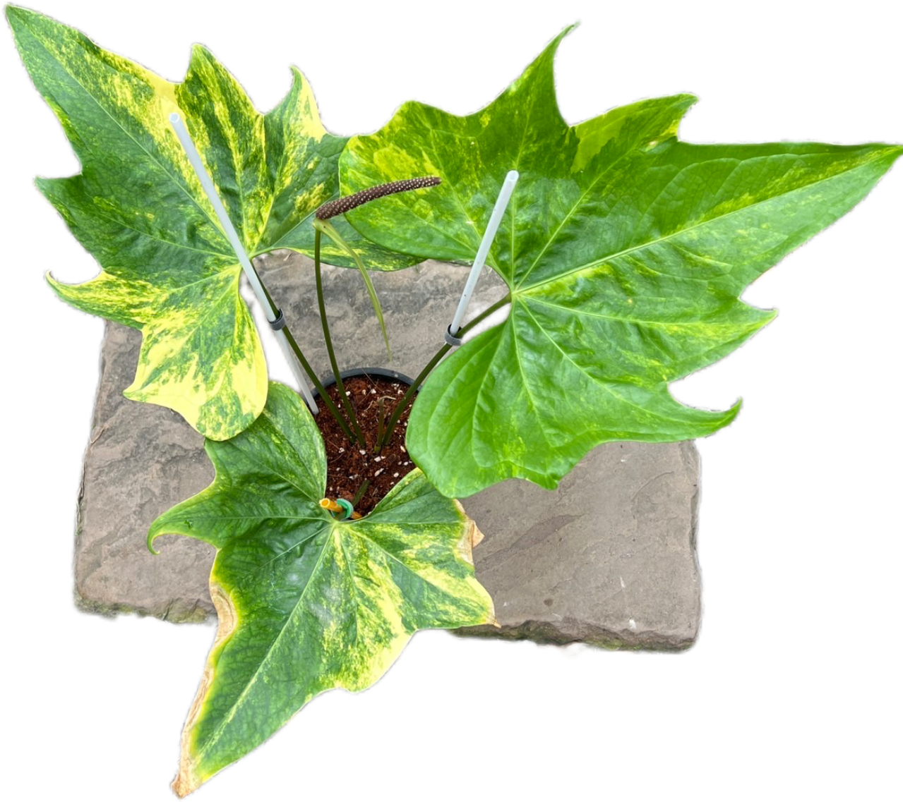 Anthurium Pterodactyl Variegated