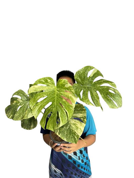 Monstera Deliciosa “Green Snow” Variegated