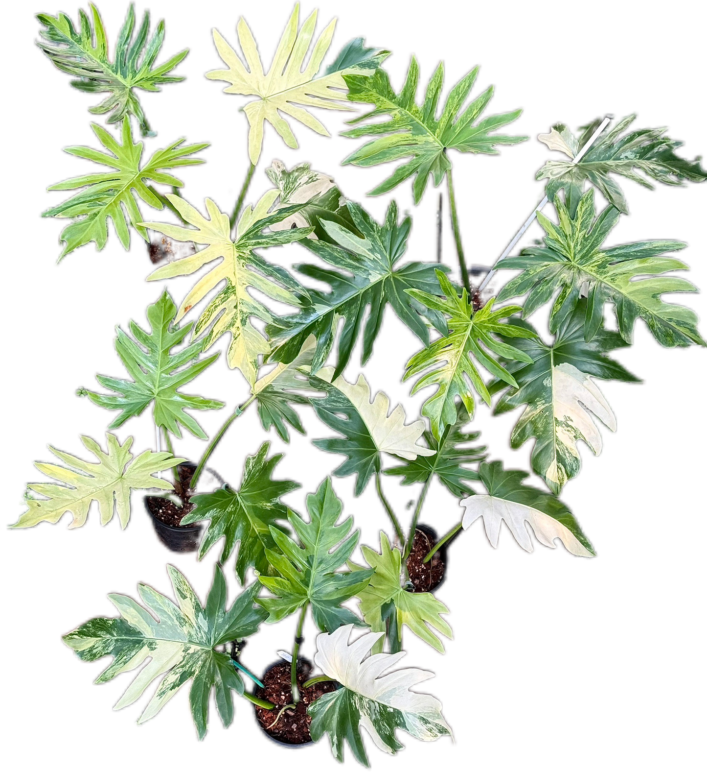 Philodendron Radiatum Variegated