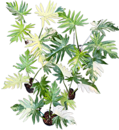 Philodendron Radiatum Variegated