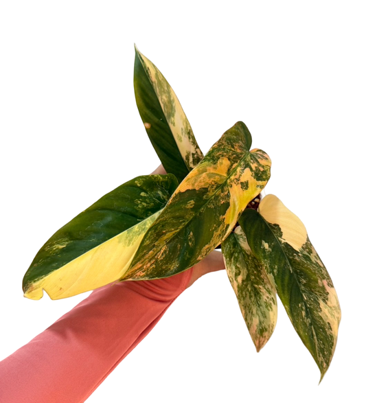 Philodendron Florida Beauty × Nangaritense Variegated Hybrid