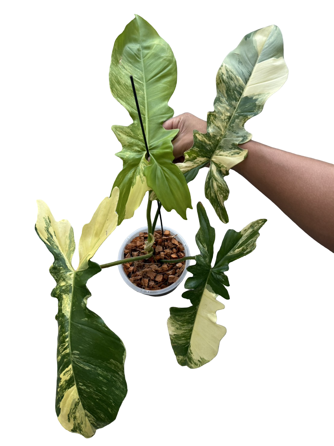 Philodendron Florida Beauty x Bobcee Variegated