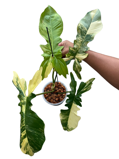 Philodendron Florida Beauty x Bobcee Variegated