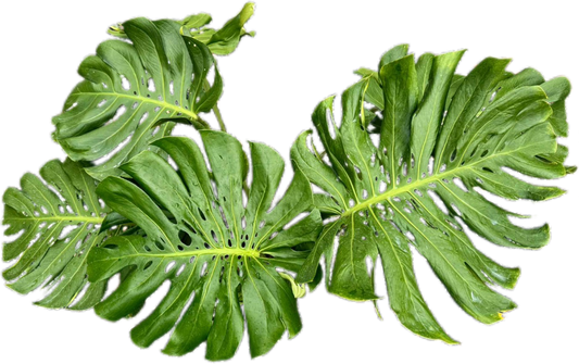 Monstera deliciosa NoID – Exact Plant Available
