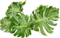 Monstera deliciosa NoID – Exact Plant Available