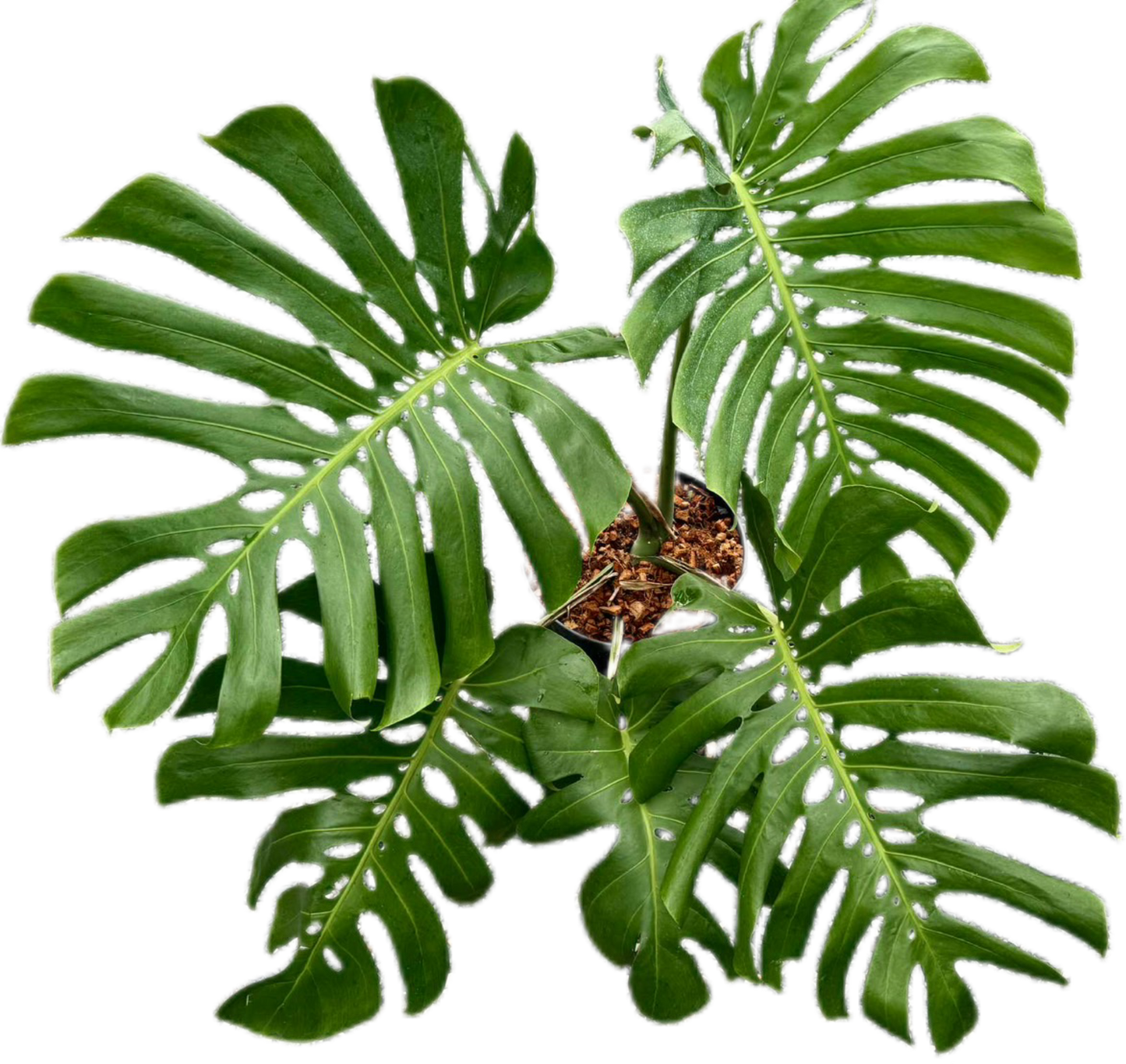 Monstera deliciosa NoID – Exact Plant Available